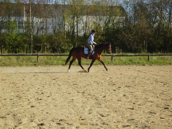 Dansk Varmblod Coffee Cup - Endnu et godt travbilled. Jeg er undskyldt, letridning ;)  D. 18/4-09 billede 16