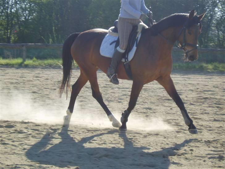 Dansk Varmblod Coffee Cup - Mega godt billede! D. 18/4-09 billede 17