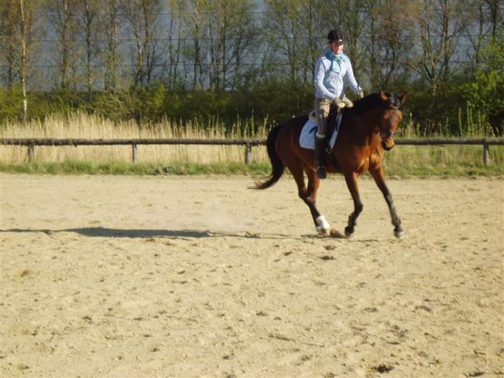 Dansk Varmblod Coffee Cup - Wiii, vi elsker gallop :)  D. 18/4-09 billede 18