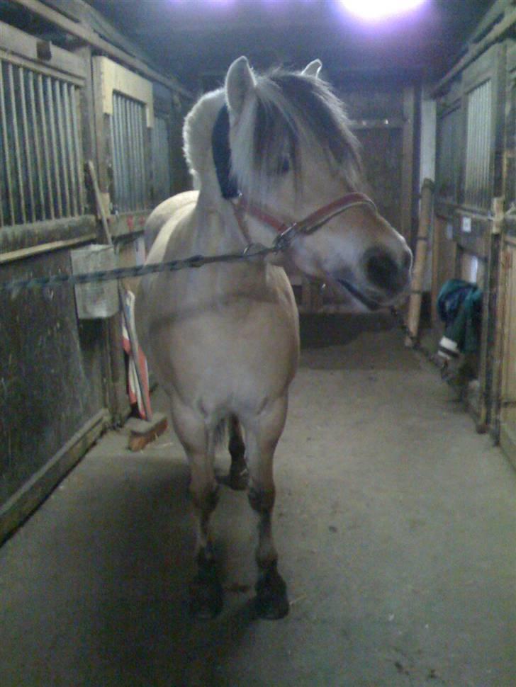 Fjordhest Columbine Bøgely - Columbines inden en dressurtime. Taget af mig.  billede 18