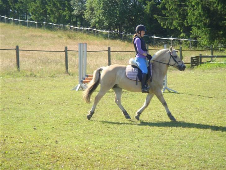 Fjordhest Columbine Bøgely - Smukke Colum :D Sidste springtræning.  billede 19