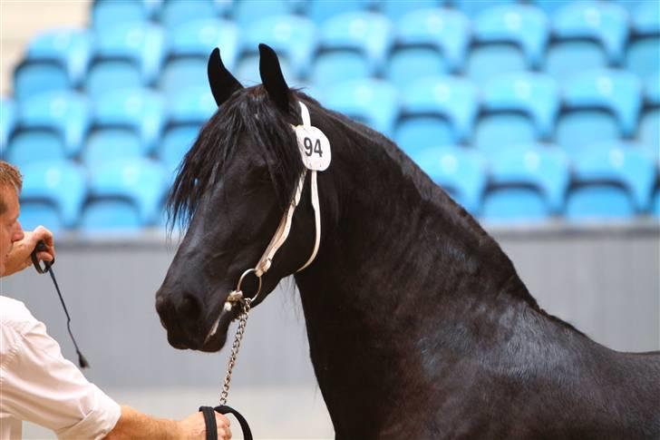 Frieser Tikki - Her er vi til k&#229;ring i september 2009. billede 1