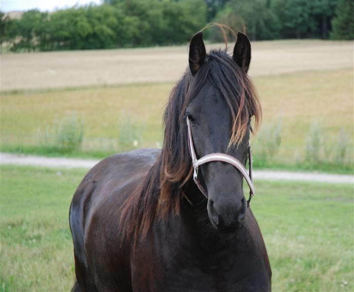 Frieser Tikki - Taget af opdr&#230;tter Linda. Her er Tikki 2 &#229;r. billede 2