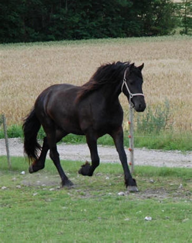 Frieser Tikki - Billede l&#229;nt af Linda..Tikki 2 &#229;r. billede 4