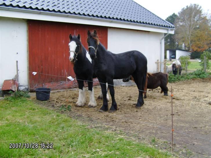 Frieser Tikki - Her er Tikki 7 mdr... billede 5