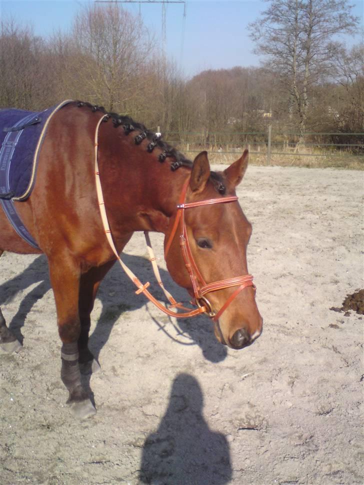 Anden særlig race Iliad - er han iik smukk den lille fyr? billede 2