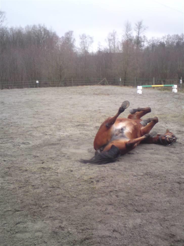 Anden særlig race Iliad - så rullr vi os lige i det dejlige sand ;) billede 3