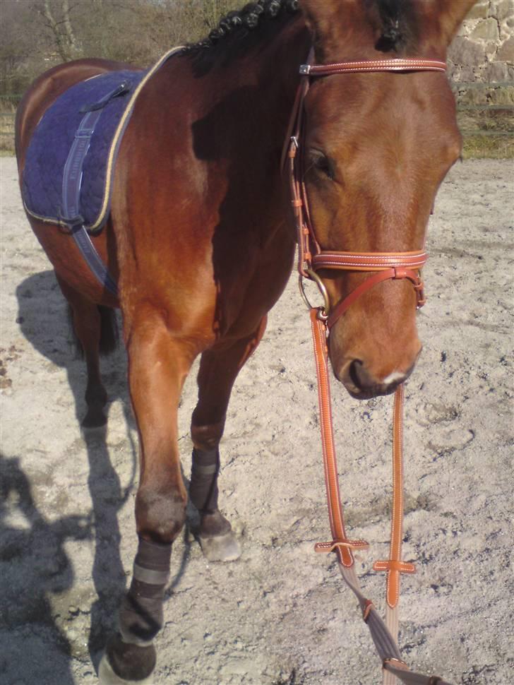 Anden særlig race Iliad - først det ene ben og så det andet ben.... billede 4