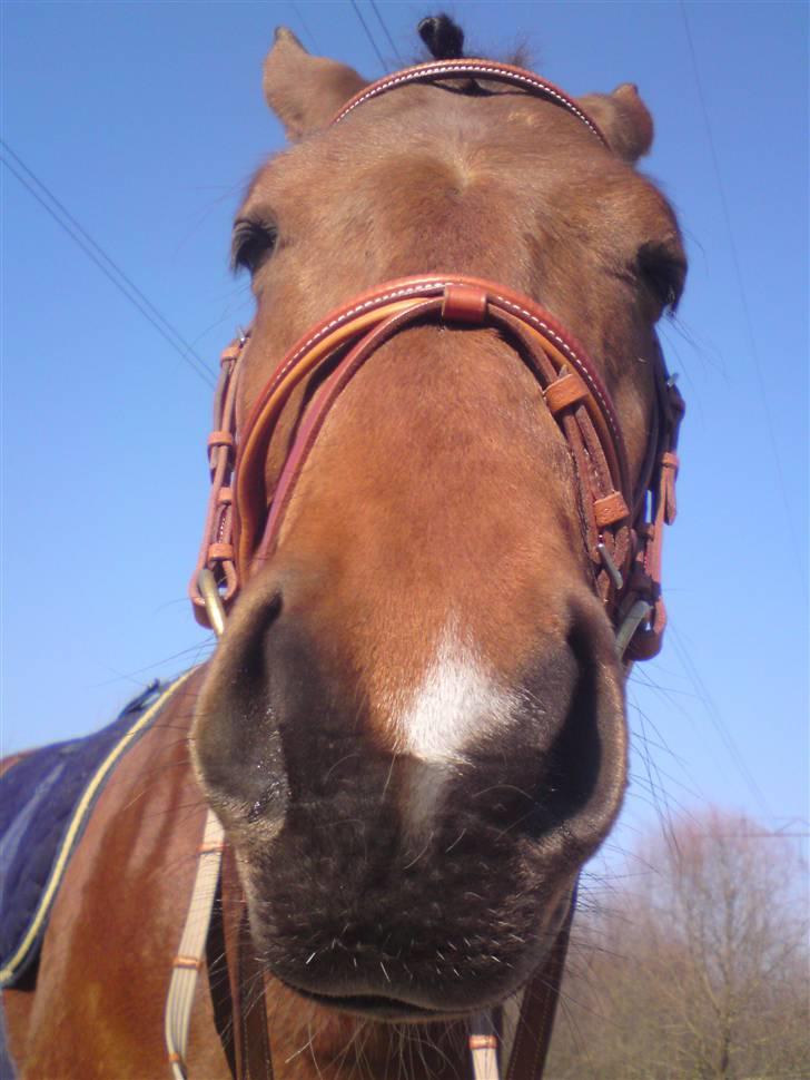 Anden særlig race Iliad - Grrr nu er jeg sur morr billede 5