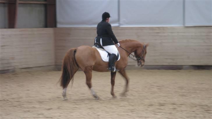 Anden særlig race Shakira - Åstrup LA1:) "Man diskuterer med en hingst, kommanderer med en vallak, og skal spørge en hoppe om lov." - Kyra Kyrklund. billede 5