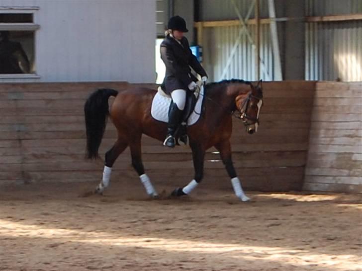 DSP Granelunds Vanity - Til stævne <3 billede 19