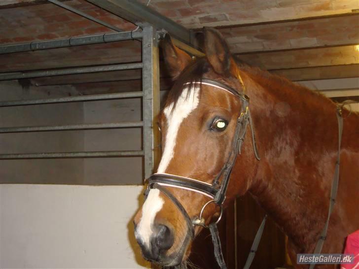 DSP Granelunds Vanity - Fra ejerne.. :) billede 20