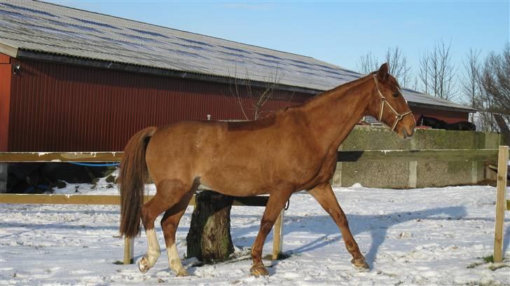 Anden særlig race Shakira - "A horse withour a rider, is still a horse. But a rider without a horse, is just a human." - ukendt billede 6