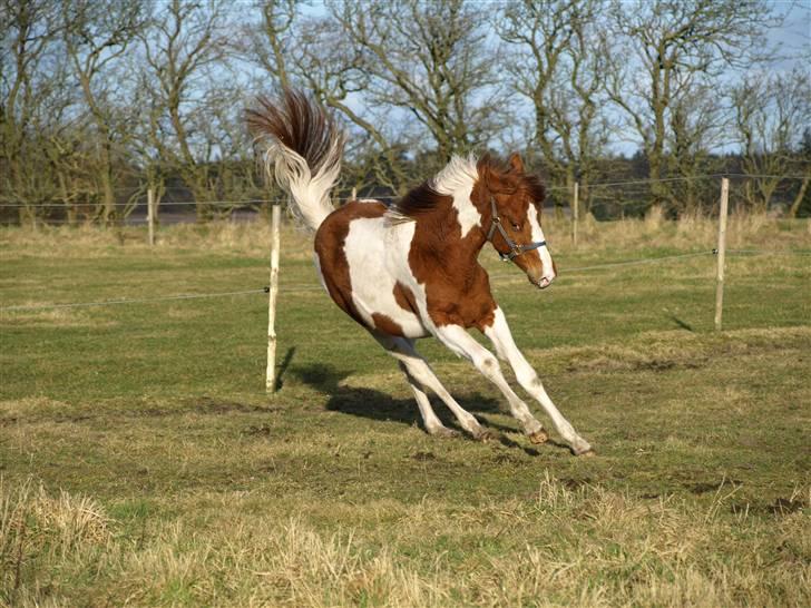 Paint Im a big Investment/Hope -  - 12. Ninja Hope. Marts 09 billede 11