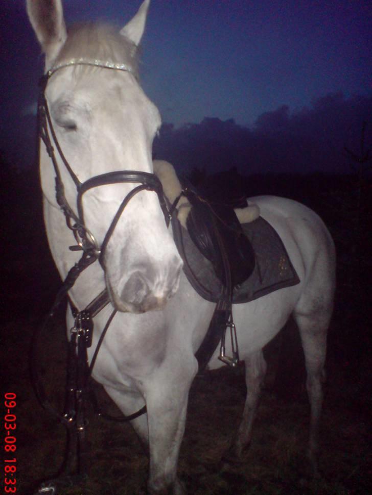Lipizzaner Lipi (solgt) billede 5