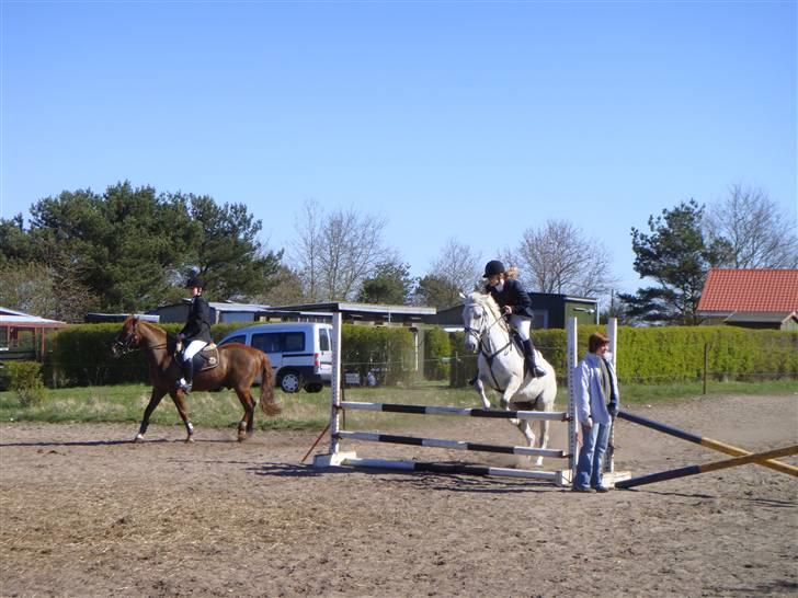 Lipizzaner Lipi (solgt) billede 7