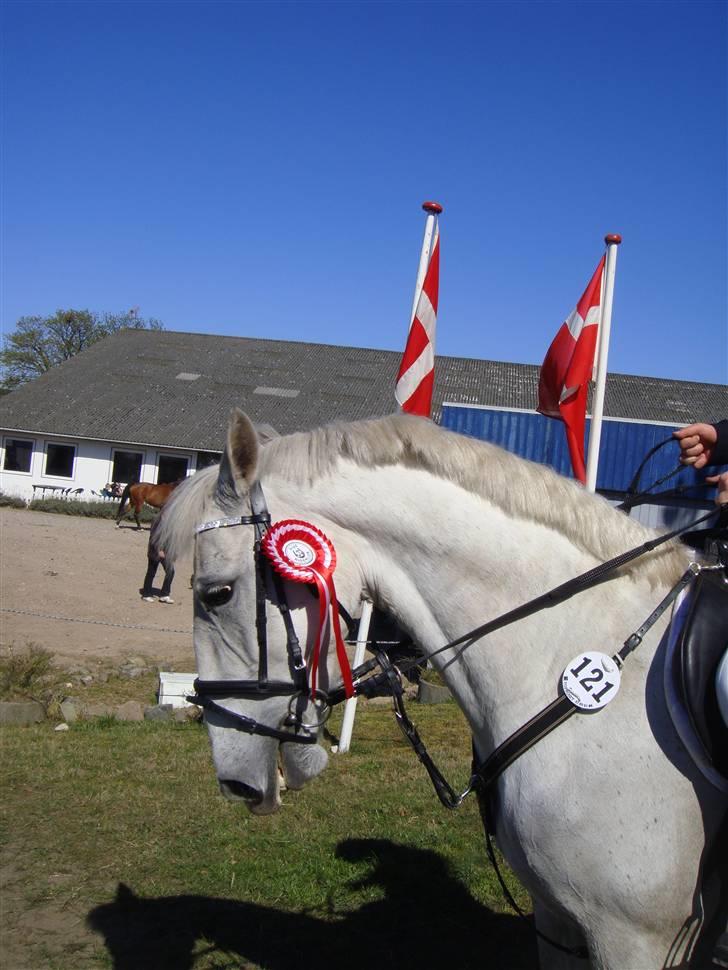 Lipizzaner Lipi (solgt) billede 11