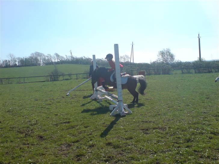 Anden særlig race sunflower - hun er go kan springe meget højre.. billede 19