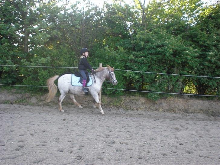 Anden særlig race | Victor. - Mie og Victor galopere, forkert galop for han kan ski ikke andet på den volte den fede :D <3 billede 7