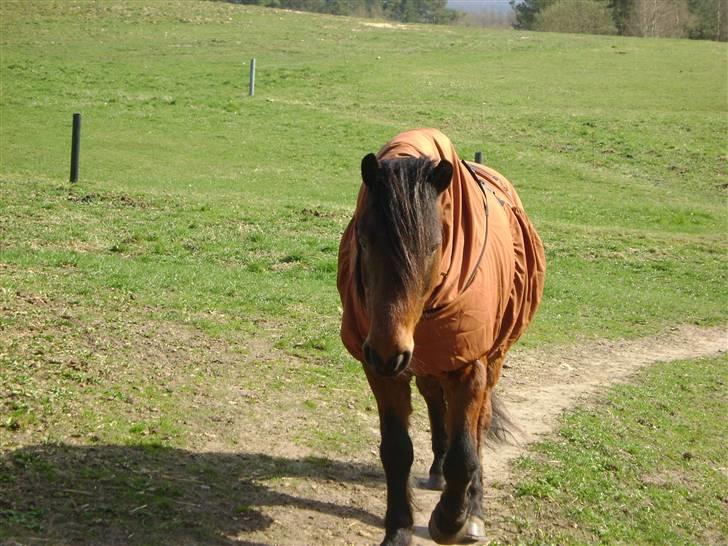 Islænder Djaudny-tidl.part - Djaudny<33 billede 8