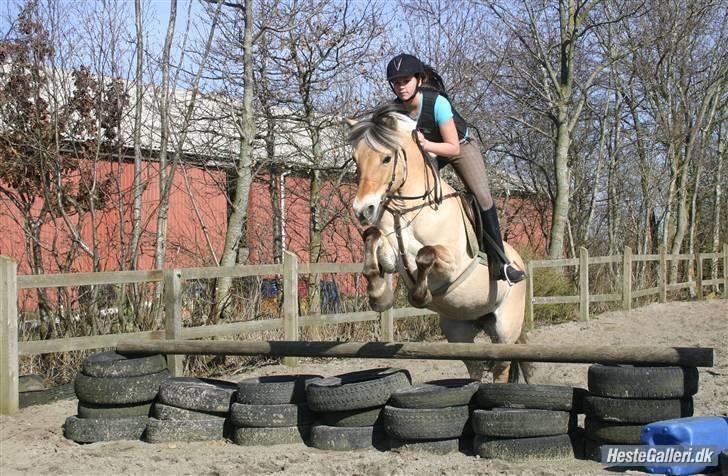 Fjordhest Vestergårdens Trine SOLGT - velkommen  billede 1