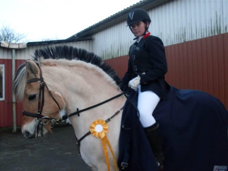 Fjordhest Vestergårdens Trine SOLGT - efter stævne billede 2