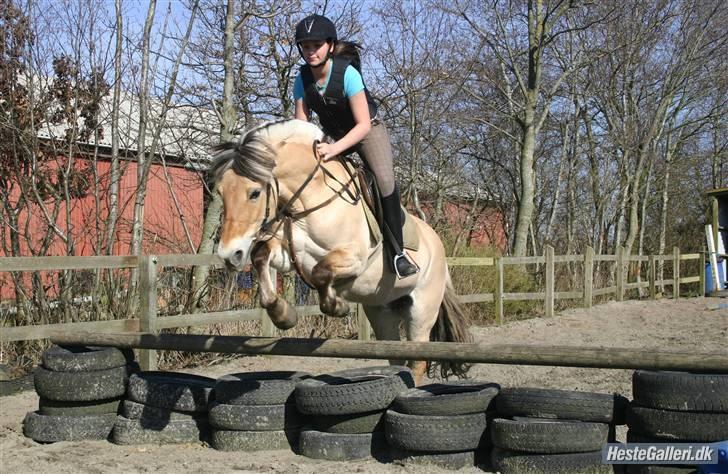 Fjordhest Vestergårdens Trine SOLGT - træning billede 3