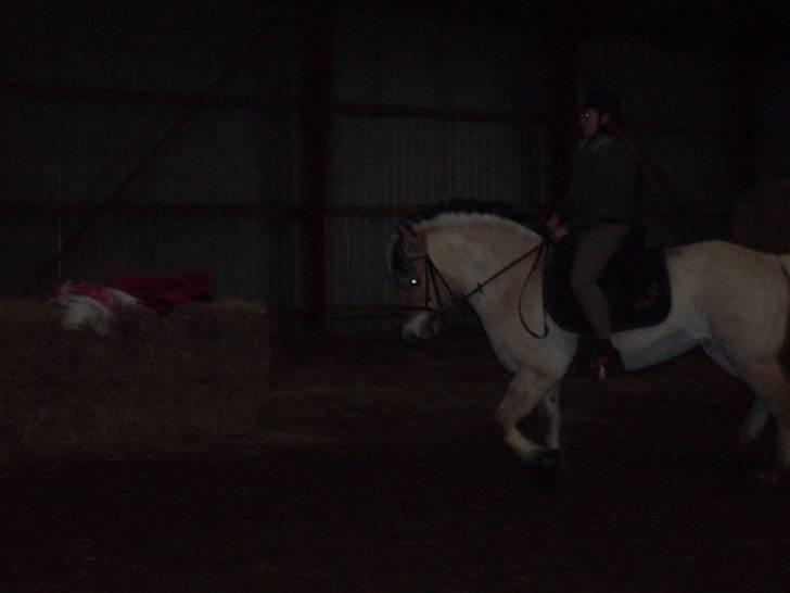 Fjordhest Vestergårdens Trine SOLGT - dressur billede 4