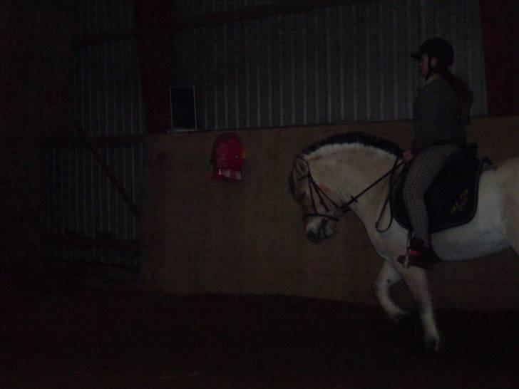 Fjordhest Vestergårdens Trine SOLGT - elsker dig billede 5