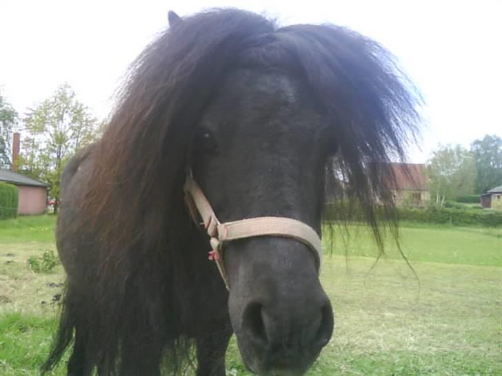 Miniature Skipper! R.I.P SAVNET!:'( - Nu kan han se! billede 9