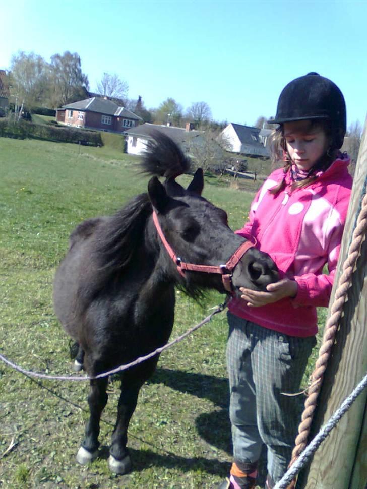 Shetlænder Olga! R.I.P SAVNET!!! :'( - Godbidder er alt! - ikke olga!? billede 14