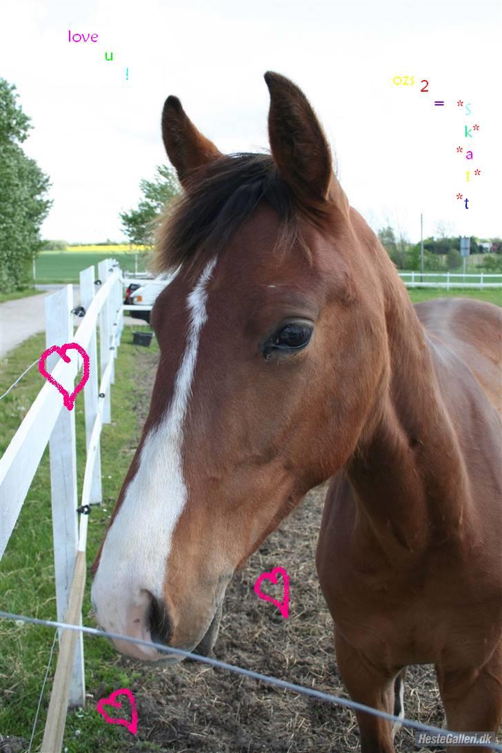 Dansk Varmblod Stenlandsdals Don Marco billede 14