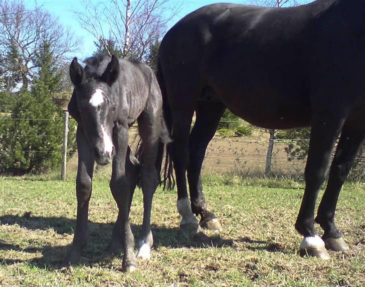 Oldenborg Ziggi - Ziggi og Zarina første dag på folden 17. april 2009, kun 10 timer gammel billede 3