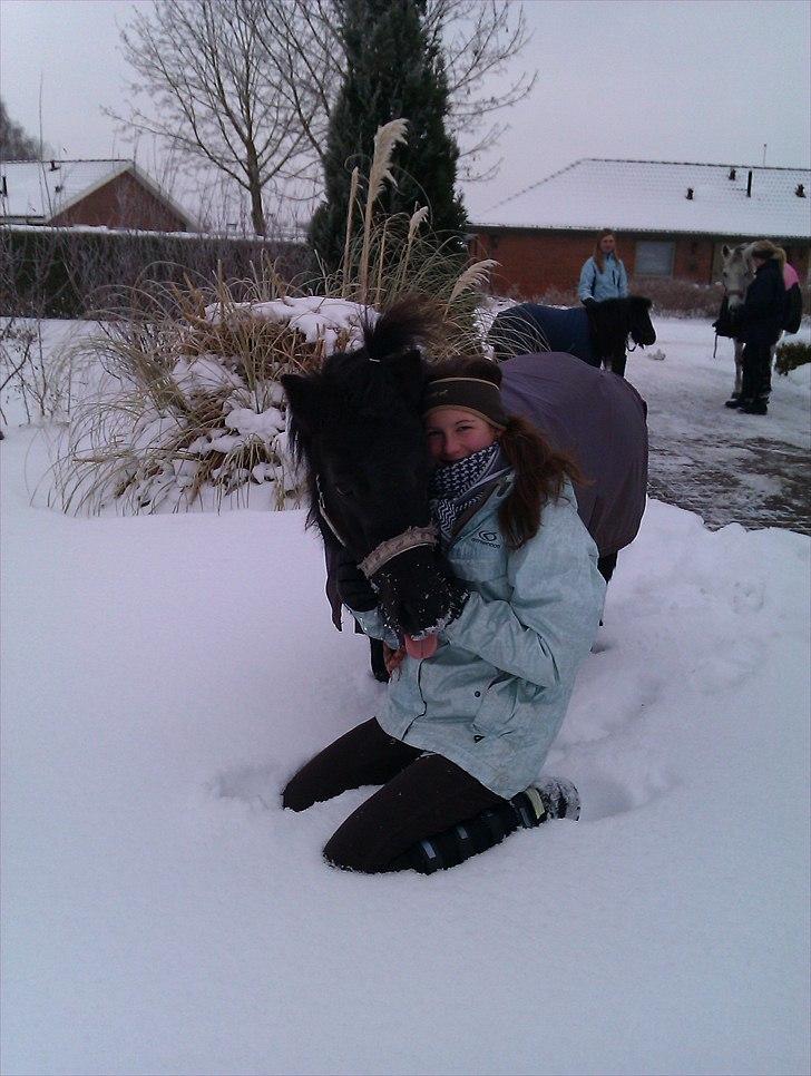 Shetlænder Olga! R.I.P SAVNET!!! :'( - Sidste dag :/<3 Ponyen rækker tunge :´) billede 15
