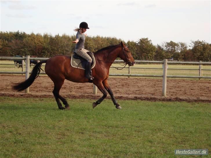 Fuldblod (XX) Min Moonlight Magic :) - Ville jeg ikke kunne have gjort før i tiden, fordi hun bare vil have jordet afsted, men i dag rider hun en fin og afslappet galop (altså så afslappet den kan blive ) billede 10