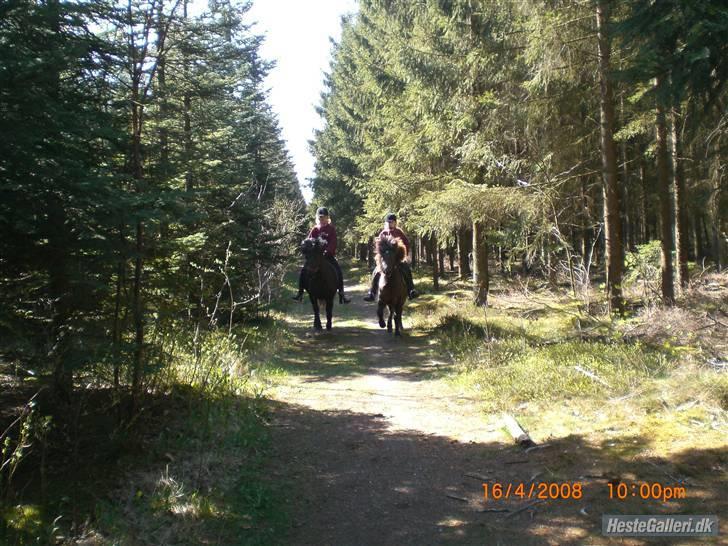 Islænder Heba  fra SDR. SOGNSTRUP - Heba og mig til højre, Pokkadis og Mathilde. Tølt i skoven.. billede 13