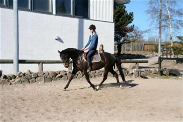 Anden særlig race Holtegårdens splif SOLGT. billede 13