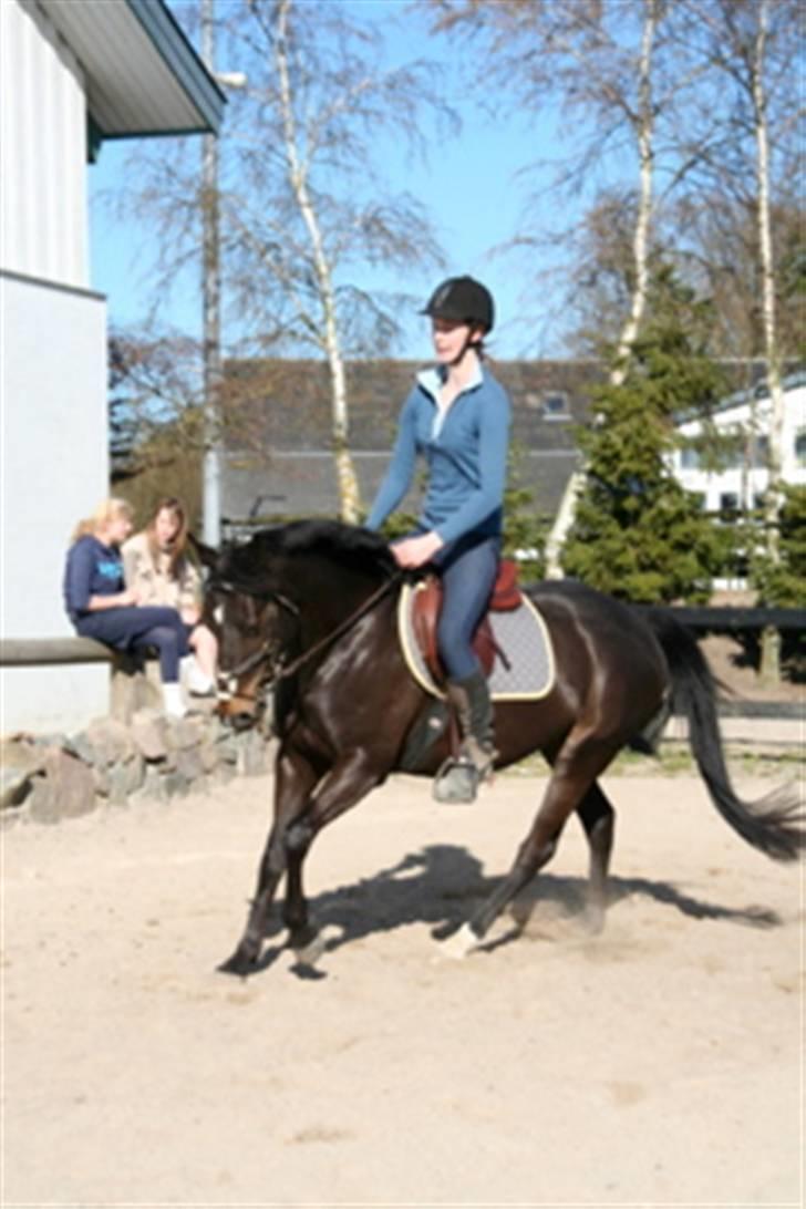 Anden særlig race Holtegårdens splif SOLGT. billede 14