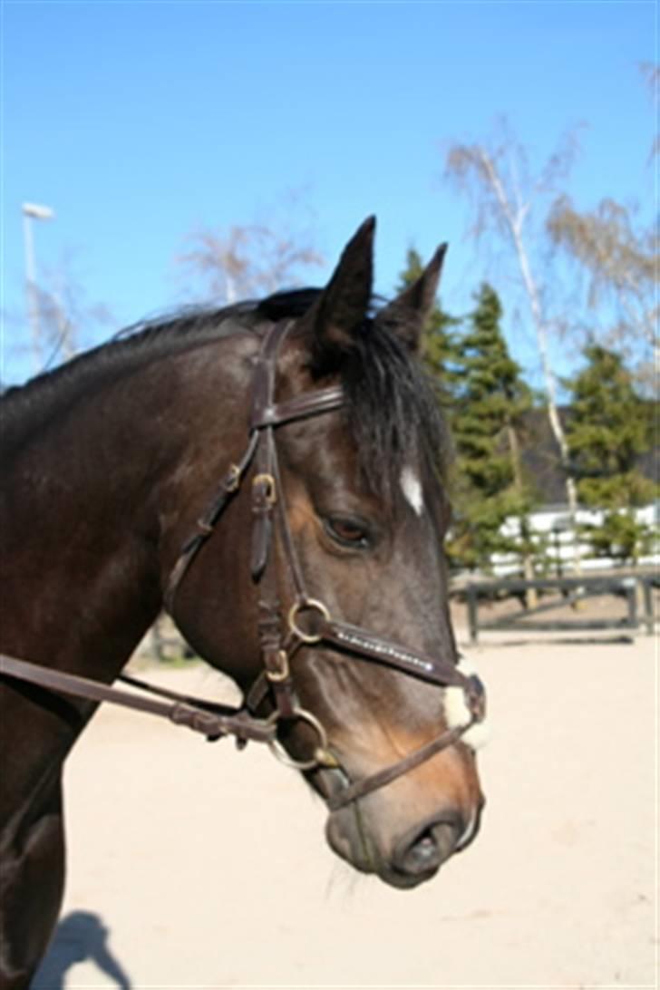 Anden særlig race Holtegårdens splif SOLGT. billede 15