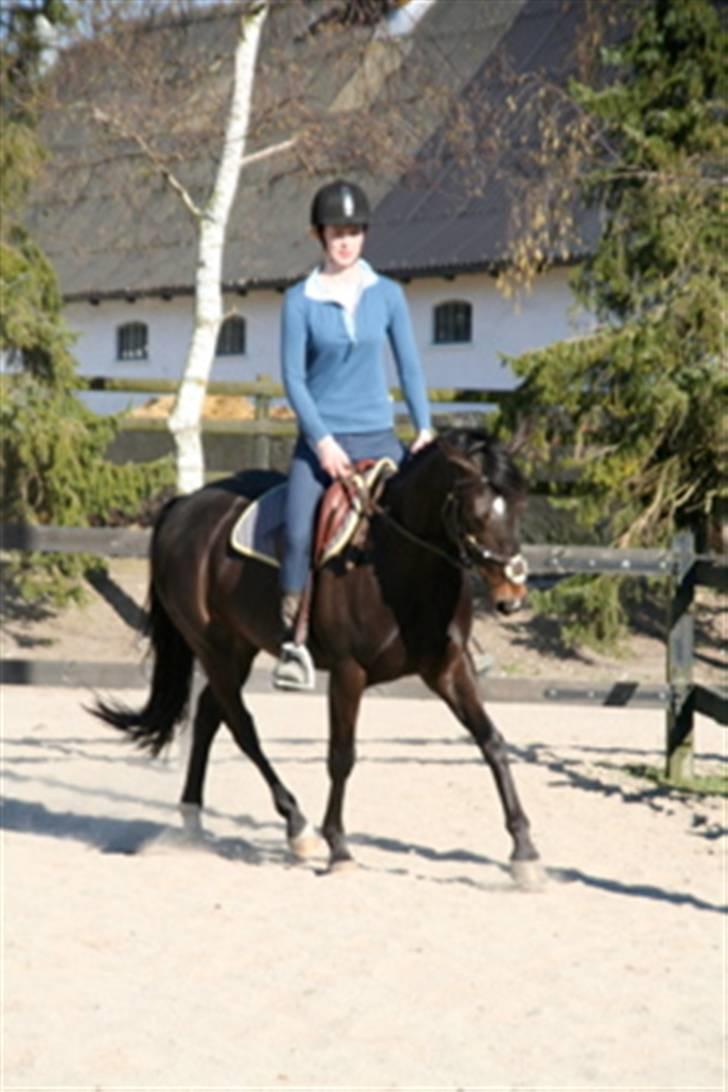 Anden særlig race Holtegårdens splif SOLGT. billede 16