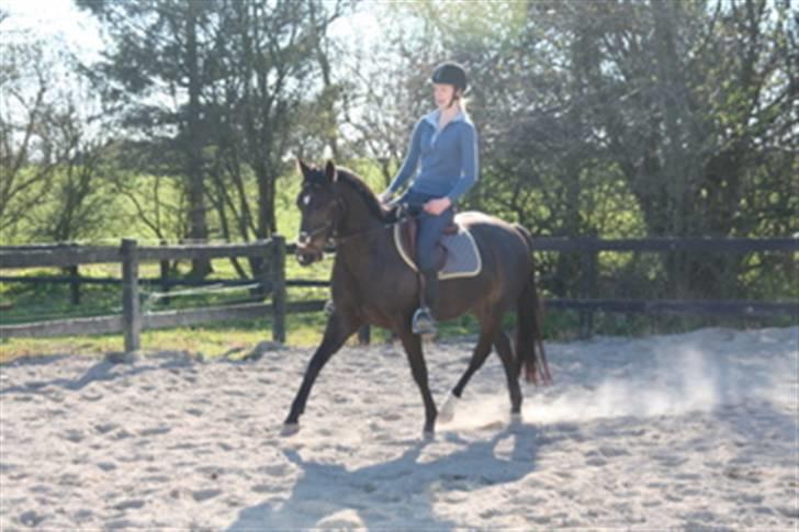 Anden særlig race Holtegårdens splif SOLGT. billede 17