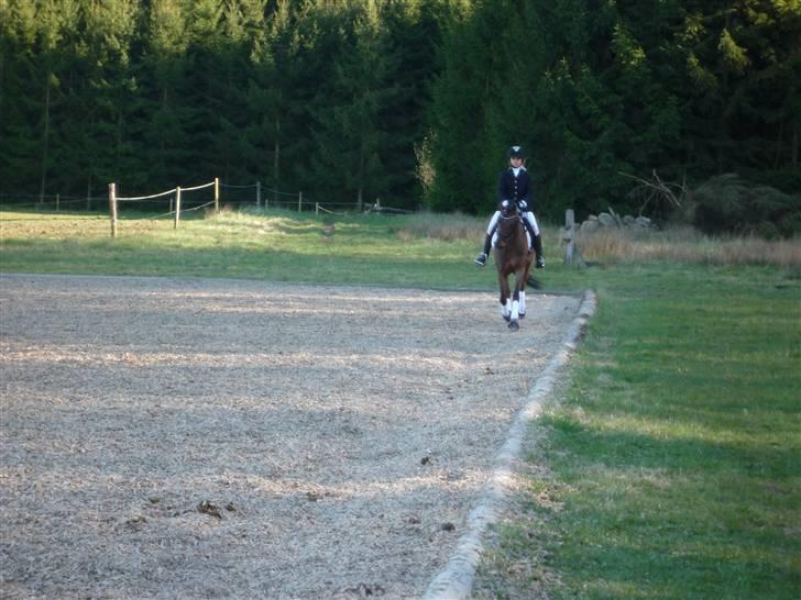 Welsh Pony (sec B) Wanda solgt :´( billede 18