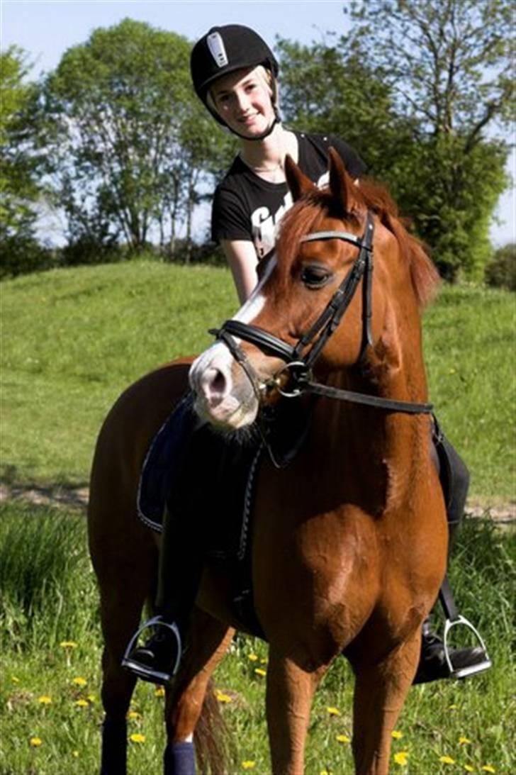 Tysk Sportspony Nathan R.I.P.  - Nalle er smuk:D LENAELSBORG.DK billede 16