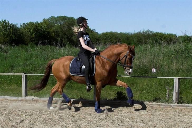 Tysk Sportspony Nathan R.I.P.  - LENAELSBORG.DK billede 17