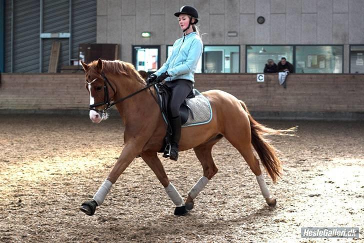 Tysk Sportspony Nathan R.I.P.  - NYT: Nalle og jeg i lækker øgning. tager af LENAELSBORG.DK billede 18