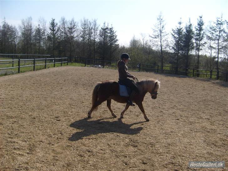 Anden særlig race BOBBY HILL billede 9