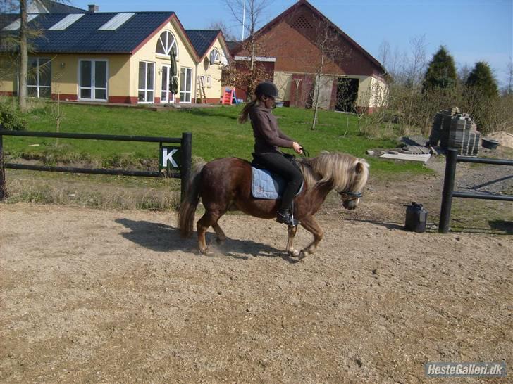 Anden særlig race BOBBY HILL billede 10