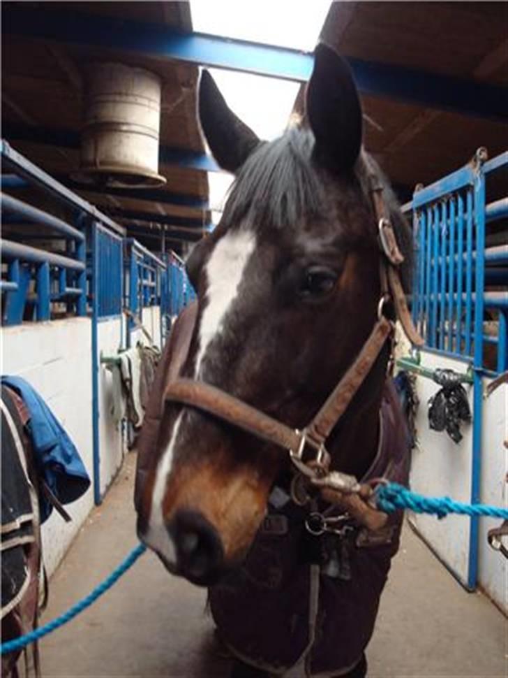 Polsk Varmblod Harfiarz/Toke død 2010 - Jubii nu skal jeg nusses om billede 1
