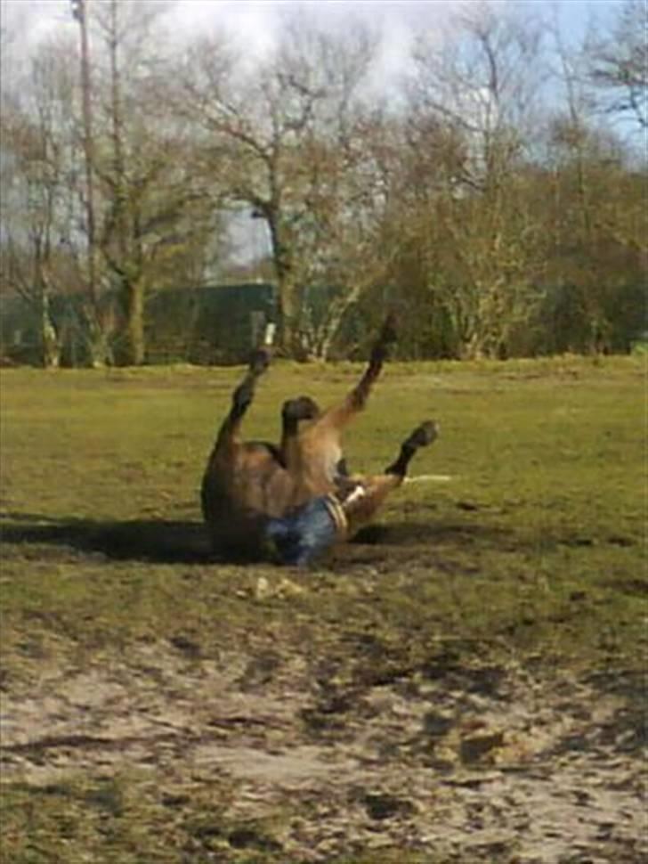 Polsk Varmblod Harfiarz/Toke død 2010 billede 2