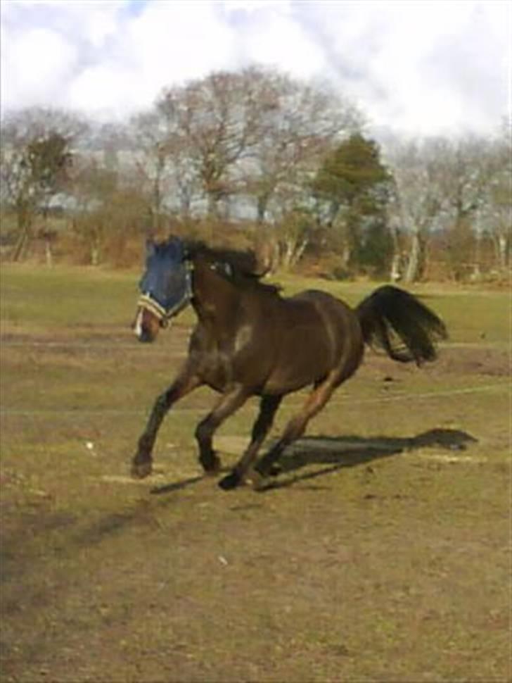 Polsk Varmblod Harfiarz/Toke død 2010 - Se mig, jeg er så glad for at komme på efter 3 uger på stald og kun trækturer billede 3